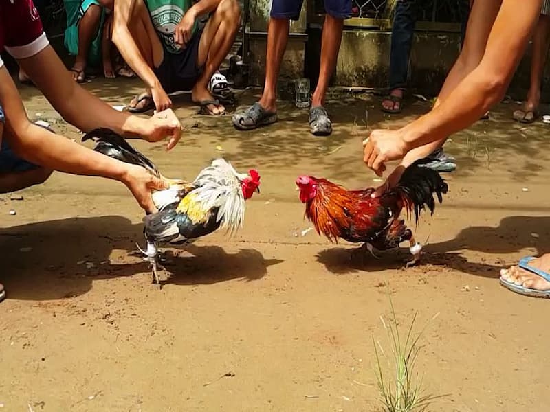 Luật chơi Đá Gà Campuchia tại nhà cái BJ88 chi tiết